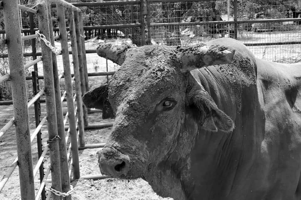 Bull rider in the arena during a Rabon Bull Company event