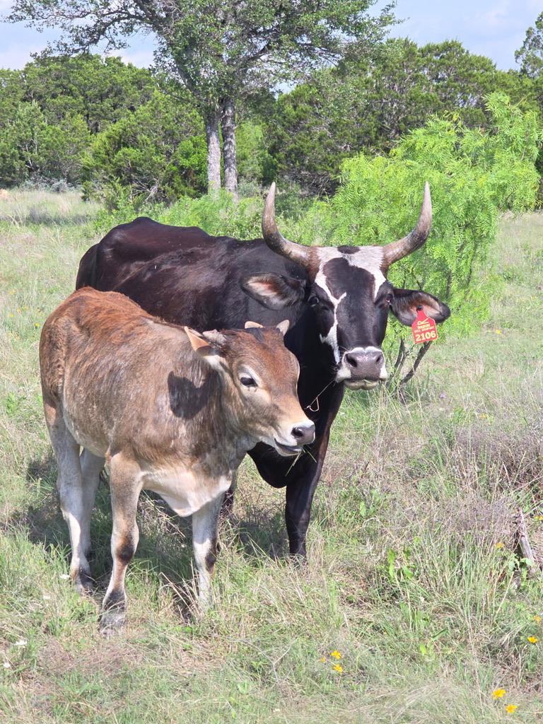Rabon cow and calf in pasture