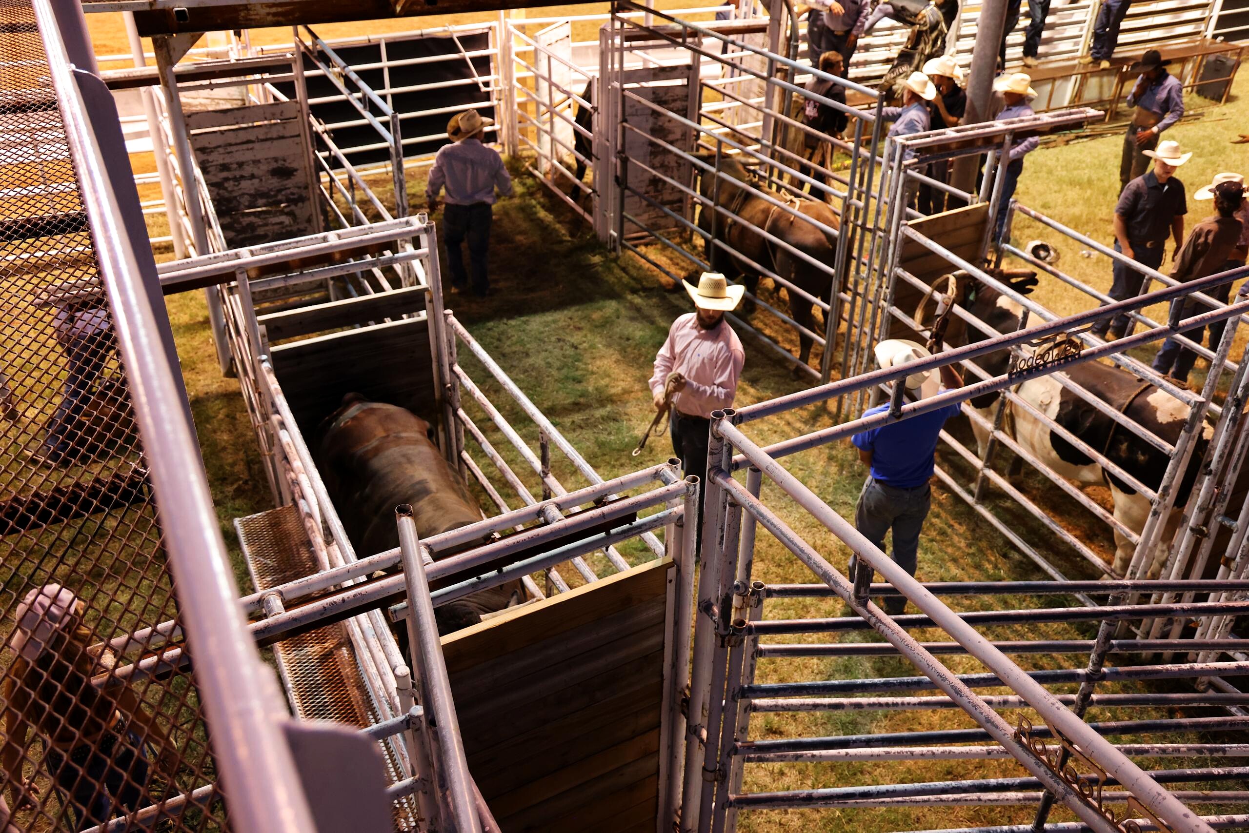 Rodeo crew working bulls through metal pens under arena lights