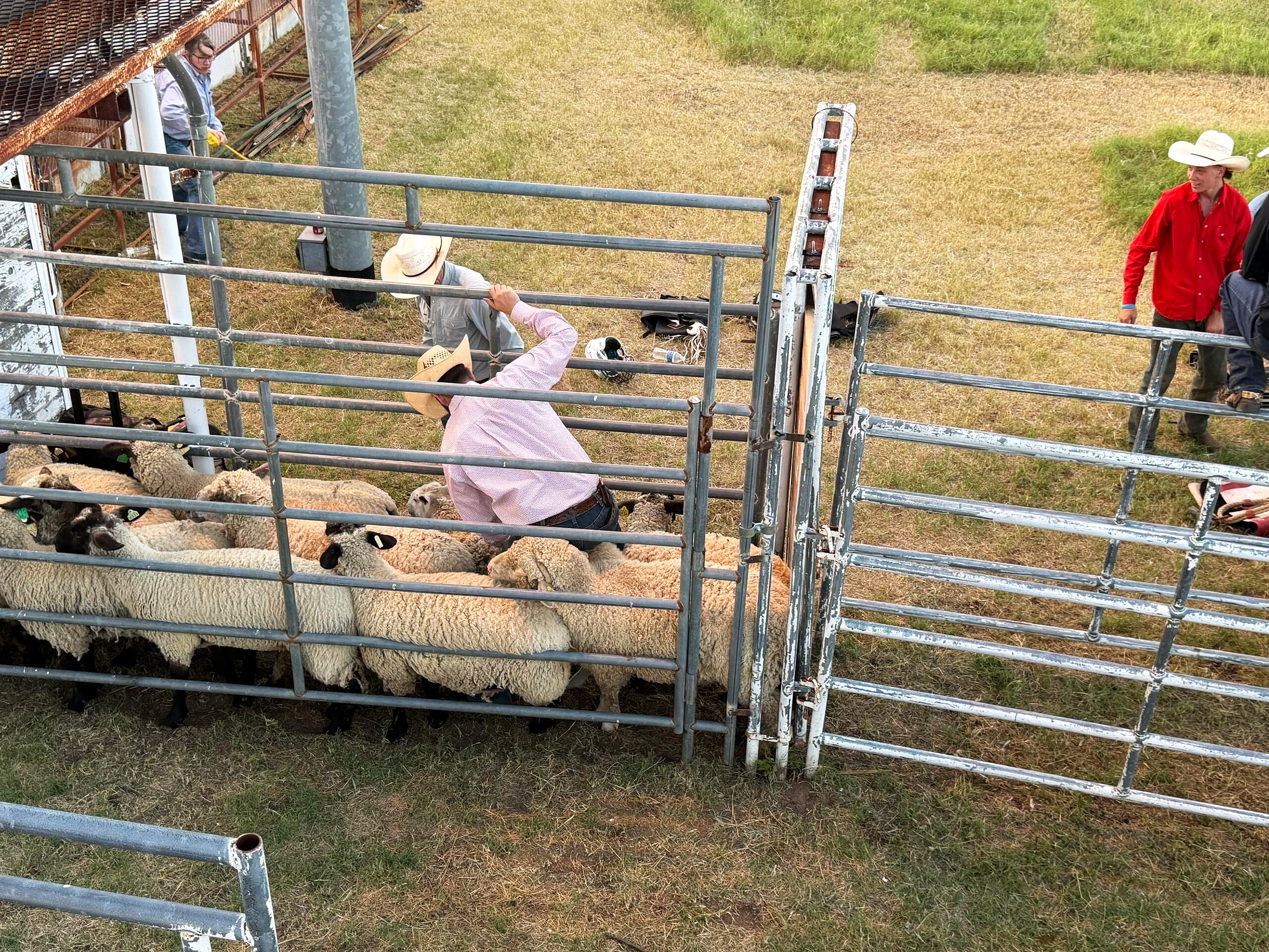 Overhead view of rodeo crew working sheep through metal pens